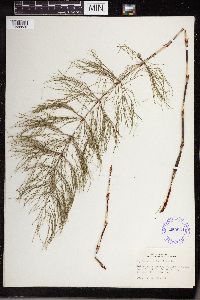 Equisetum sylvaticum image