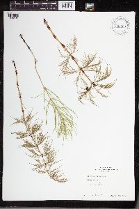 Equisetum sylvaticum image