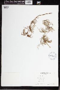 Equisetum sylvaticum image