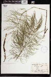 Equisetum sylvaticum image