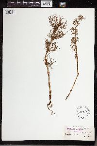 Equisetum sylvaticum image