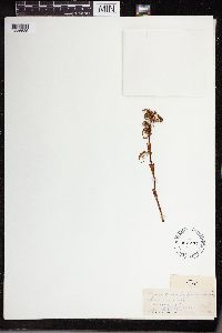 Equisetum sylvaticum image