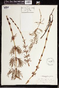 Equisetum sylvaticum image