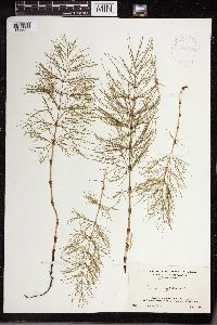 Equisetum sylvaticum image