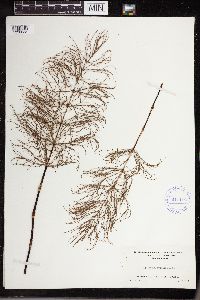 Equisetum sylvaticum image