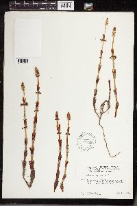 Equisetum sylvaticum image