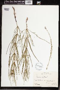 Equisetum sylvaticum image