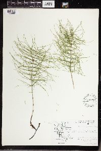 Equisetum pratense image