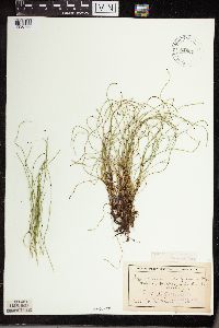 Equisetum palustre image