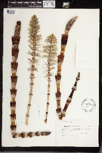 Equisetum telmateia subsp. braunii image