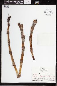 Equisetum telmateia subsp. braunii image