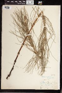 Equisetum telmateia subsp. braunii image