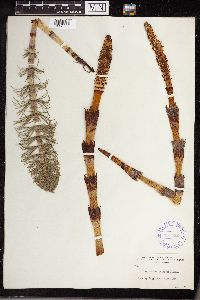 Equisetum telmateia subsp. braunii image
