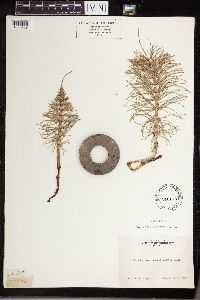Equisetum telmateia subsp. braunii image
