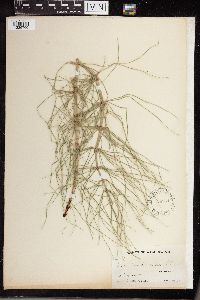 Equisetum telmateia subsp. braunii image