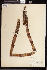 Equisetum telmateia subsp. braunii image