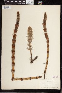 Equisetum telmateia subsp. braunii image