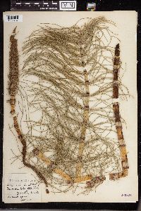 Equisetum telmateia subsp. braunii image