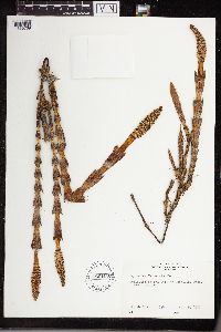 Equisetum telmateia subsp. braunii image