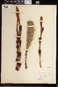 Equisetum telmateia subsp. braunii image