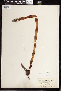 Equisetum telmateia subsp. braunii image