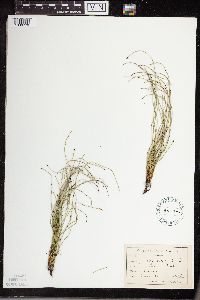 Equisetum variegatum image