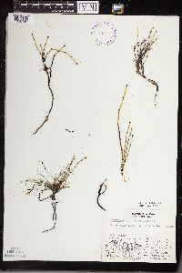 Equisetum variegatum image