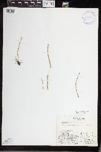 Equisetum variegatum image