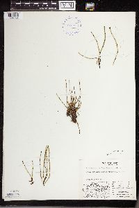 Equisetum variegatum image