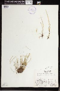 Equisetum variegatum image