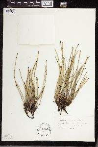 Equisetum variegatum image