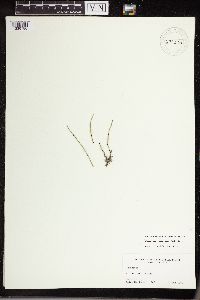 Equisetum variegatum image