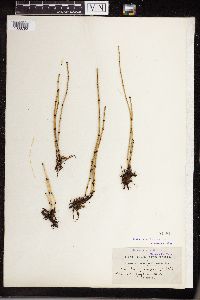 Equisetum variegatum image