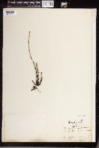 Equisetum variegatum image