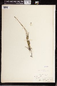Equisetum variegatum image
