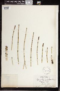 Equisetum variegatum image
