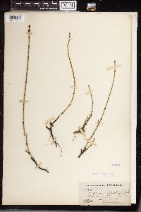 Equisetum variegatum image
