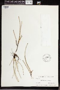 Equisetum variegatum image