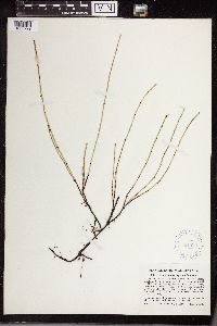 Equisetum variegatum image