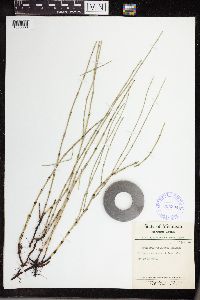 Equisetum variegatum image