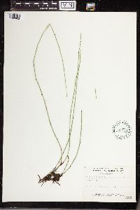 Equisetum variegatum image