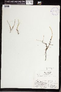Equisetum variegatum image