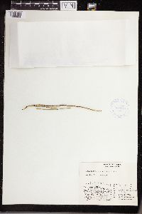 Equisetum variegatum image