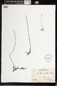 Equisetum variegatum image
