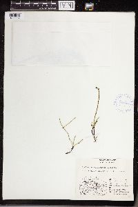Equisetum variegatum image