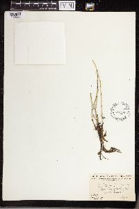 Equisetum variegatum image