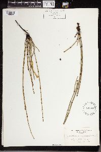 Equisetum variegatum image