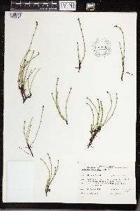 Equisetum variegatum image