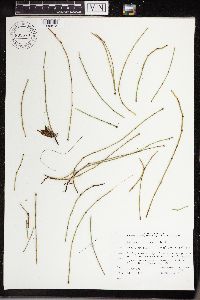 Equisetum variegatum image