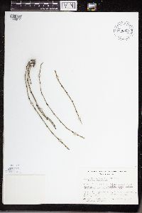 thumbnail image of current specimen